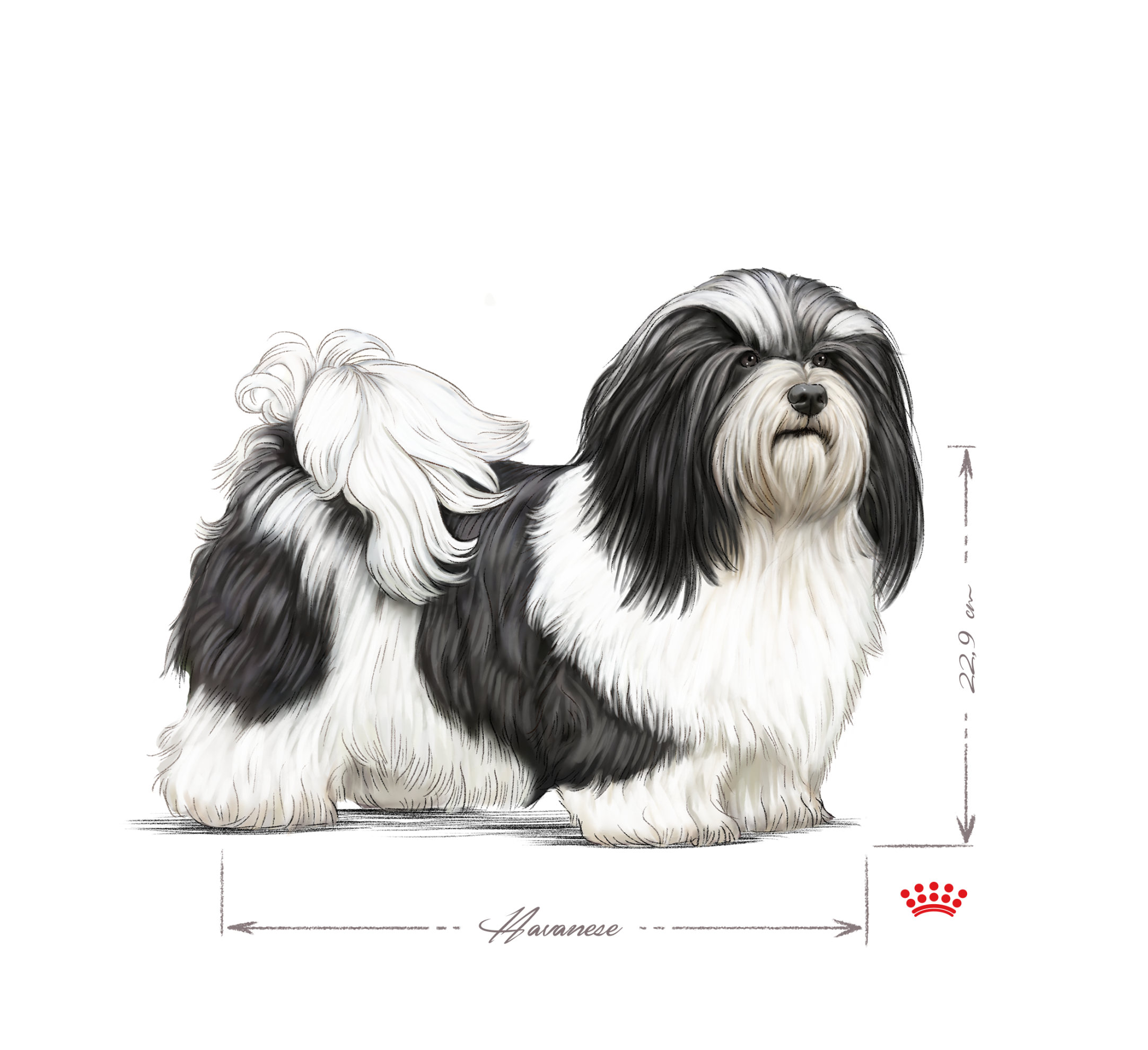 Havanese adult black and white