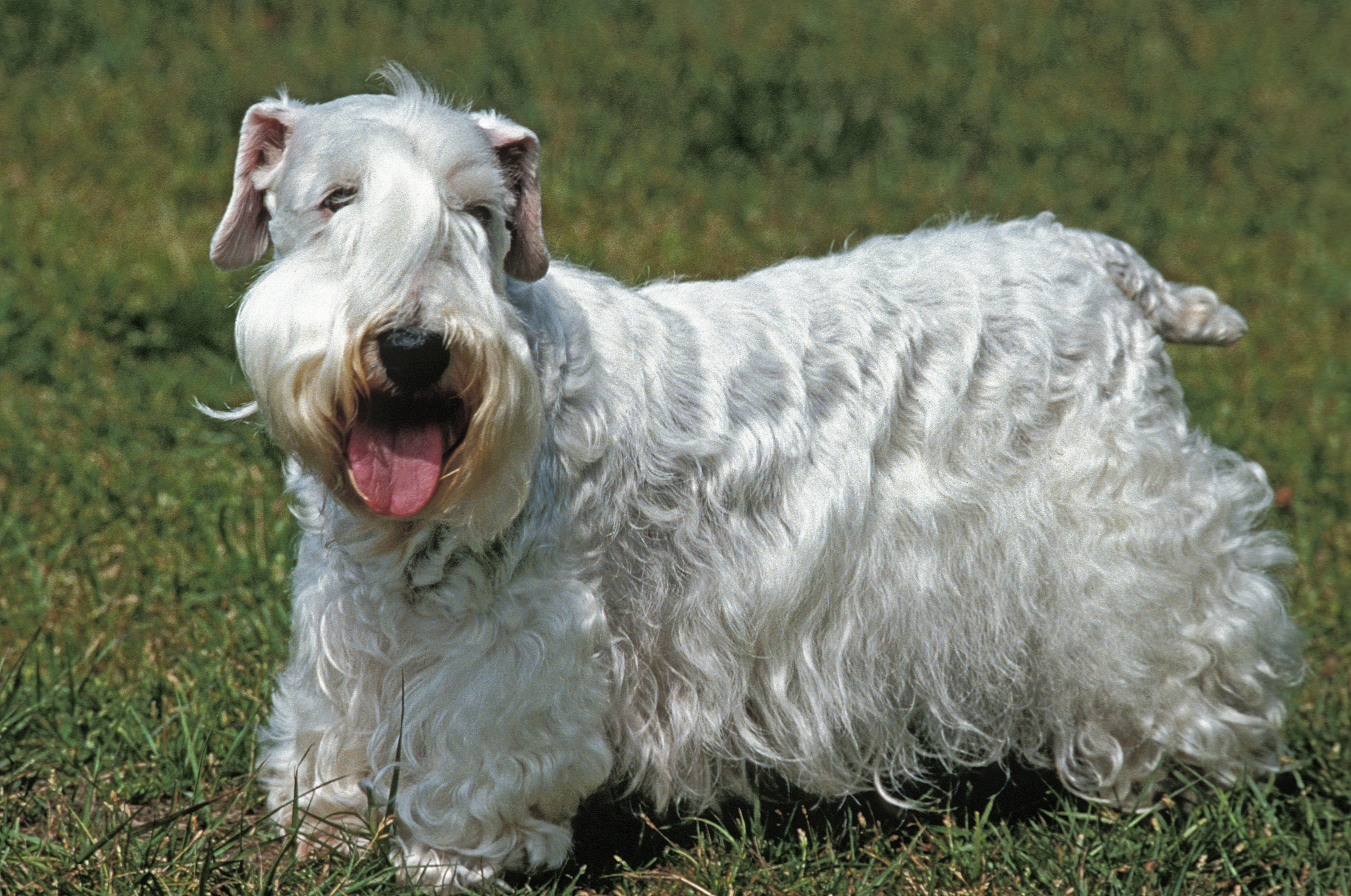 seaalyham-terrier_colour_activity