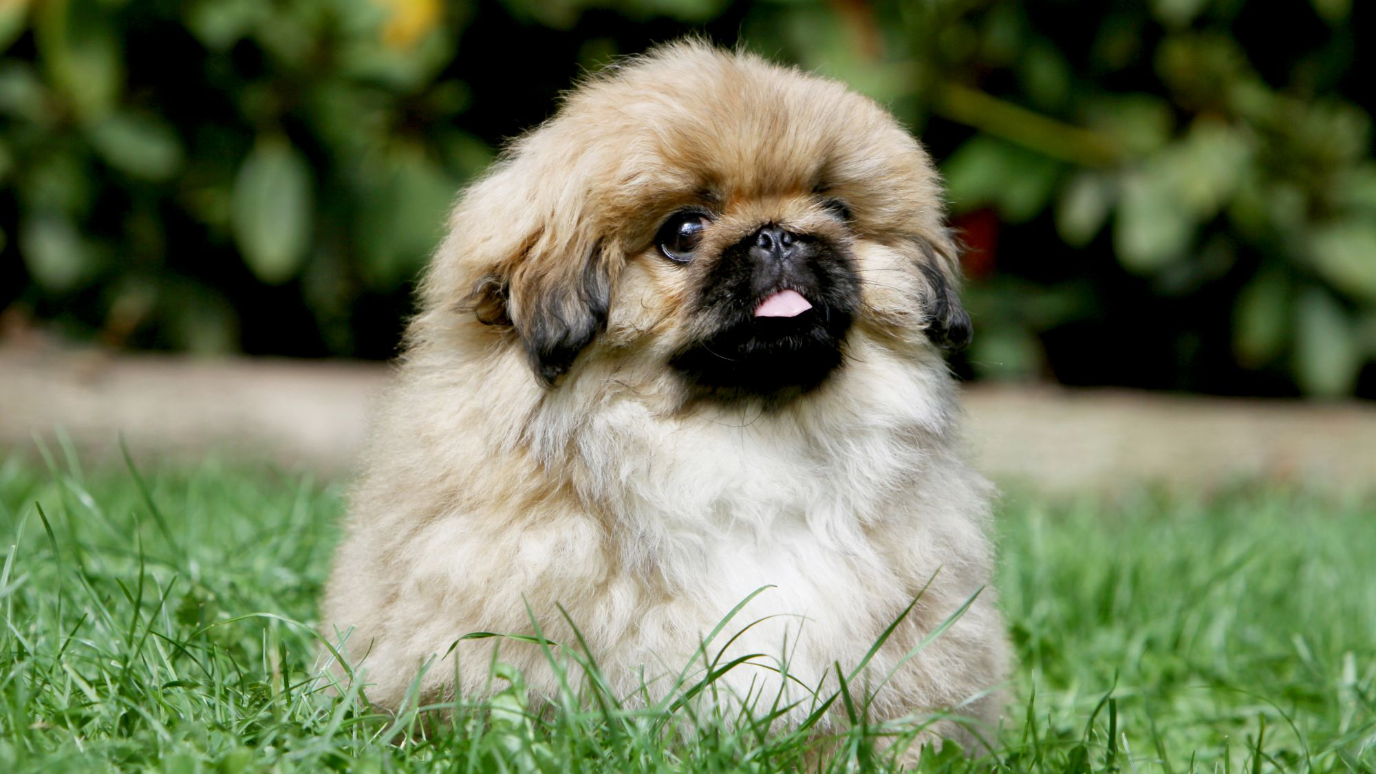 Pekinese dog sat in the grass