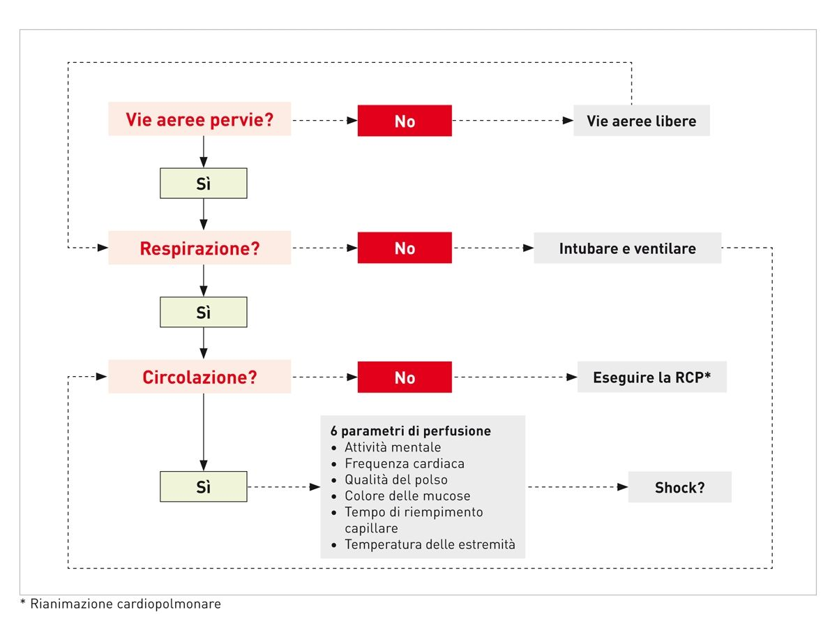 L'algoritmo "ABC", che può essere utilizzato per valutare la pervietà delle vie aeree, la respirazione e la circolazione, con indicate le risposte appropriate.
