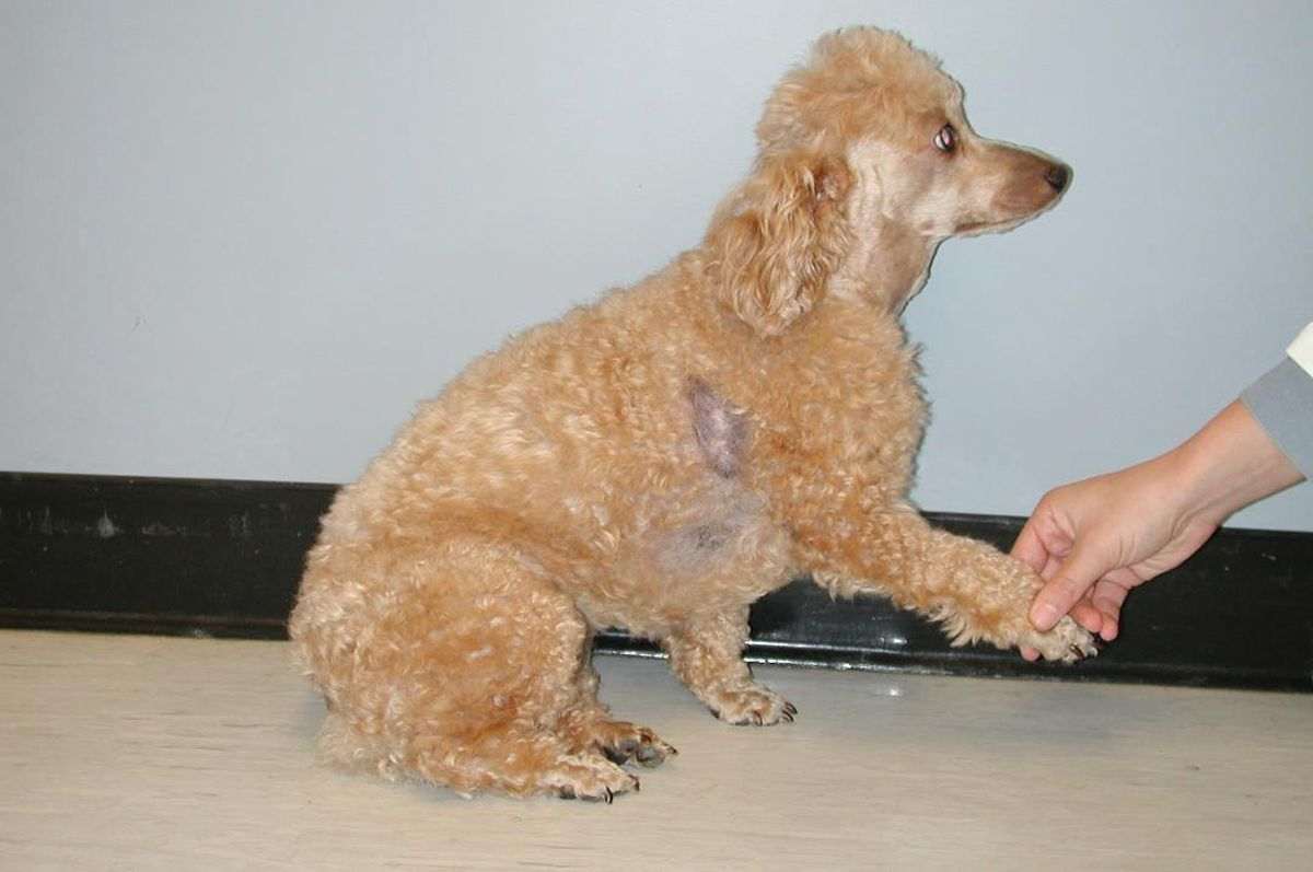 Cutaneous Vasculitis in Dogs Causes & Treatment