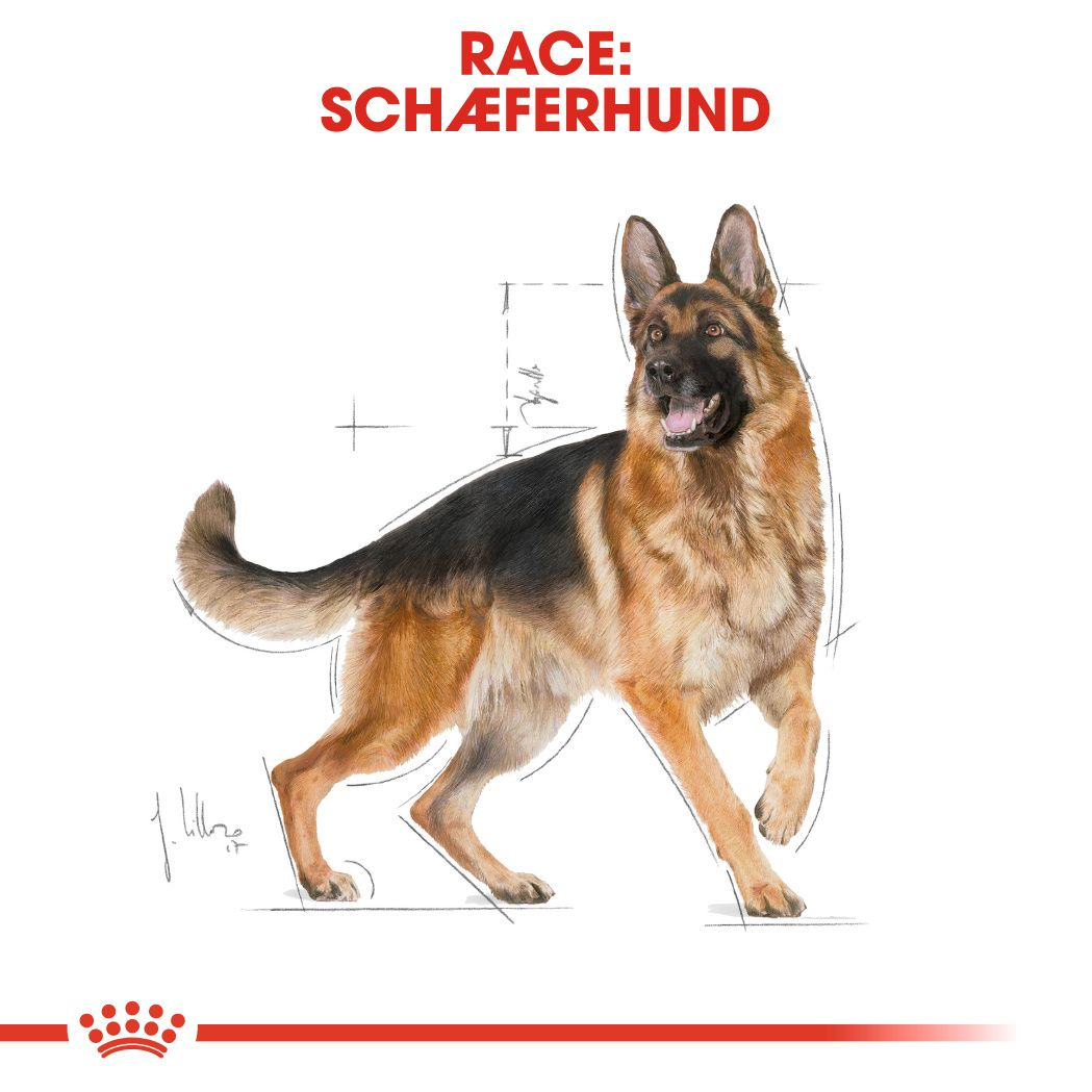 German Shepherd Adult