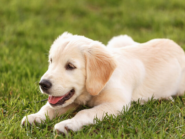 foto close-up golden retriever di atas rumput