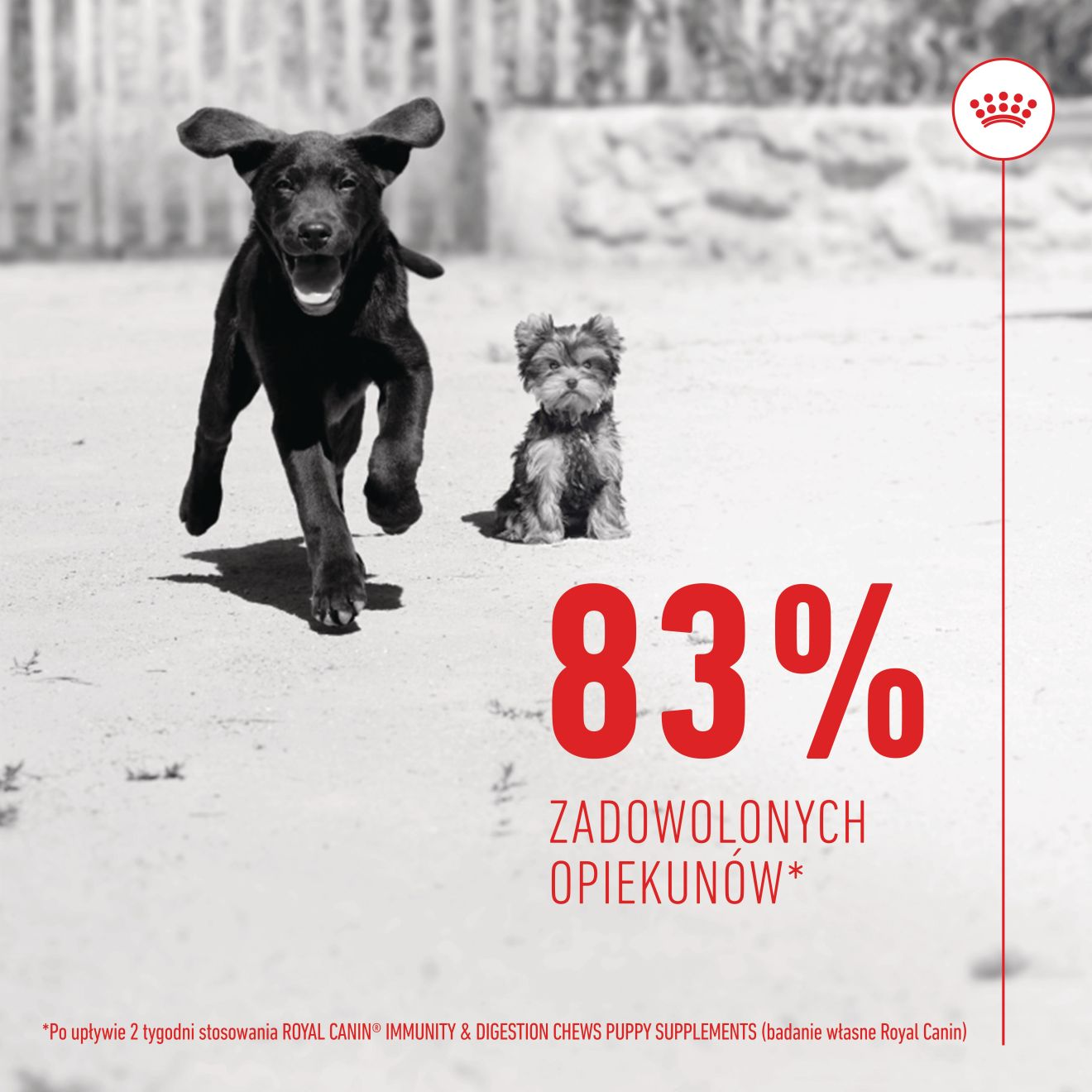 Supplements Dog Immunity & Digestion Puppy