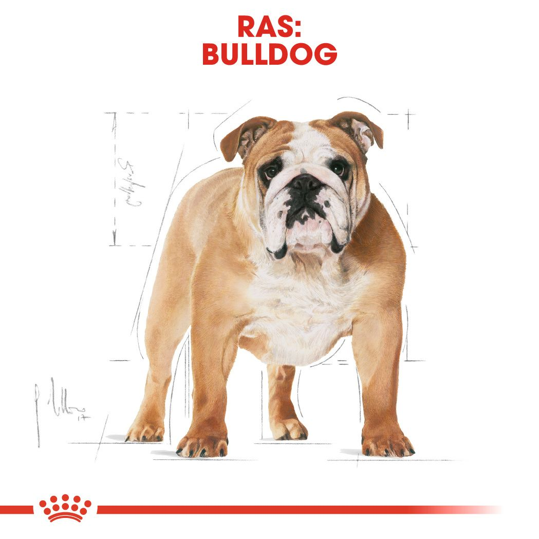 Bulldog Adult