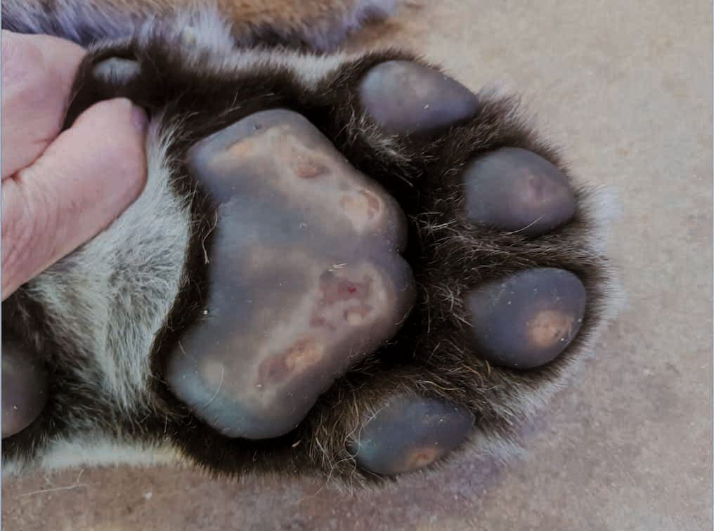 Causes and Treatment of Feline Pododermatitis Vet Focus