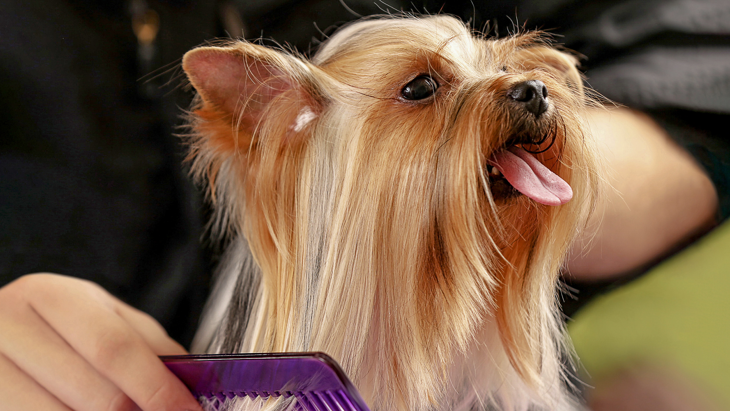 Woman combing adult Yorkshire Terrier’s coat.