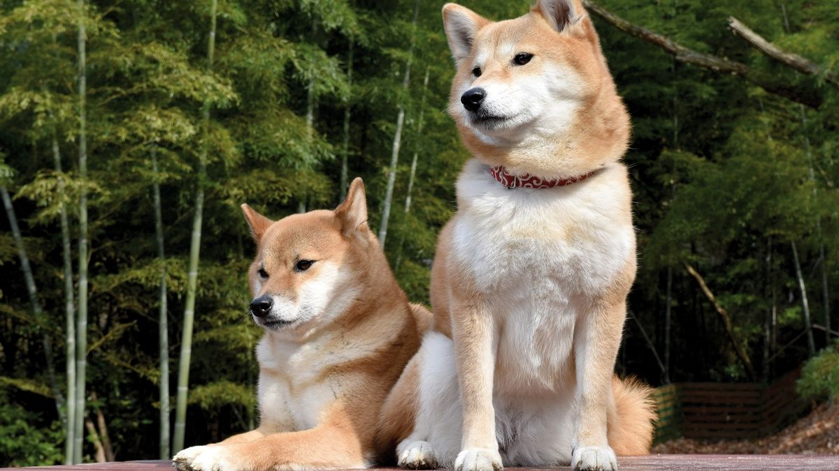 Races canines et affections liées à l’alimentation
