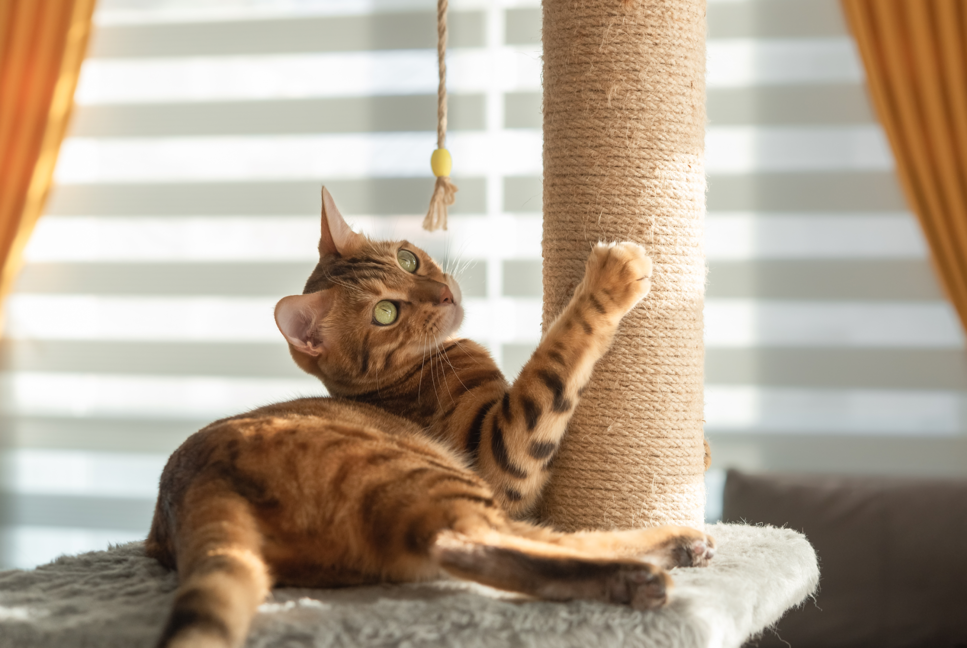 Un chat bengal qui joue sur son arbre à chat