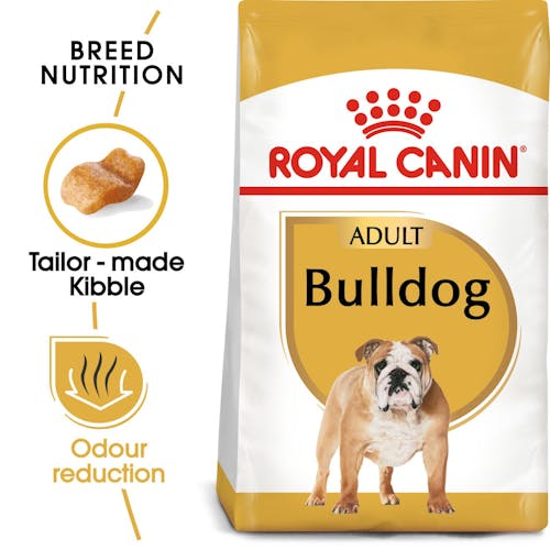 Bulldog Adult