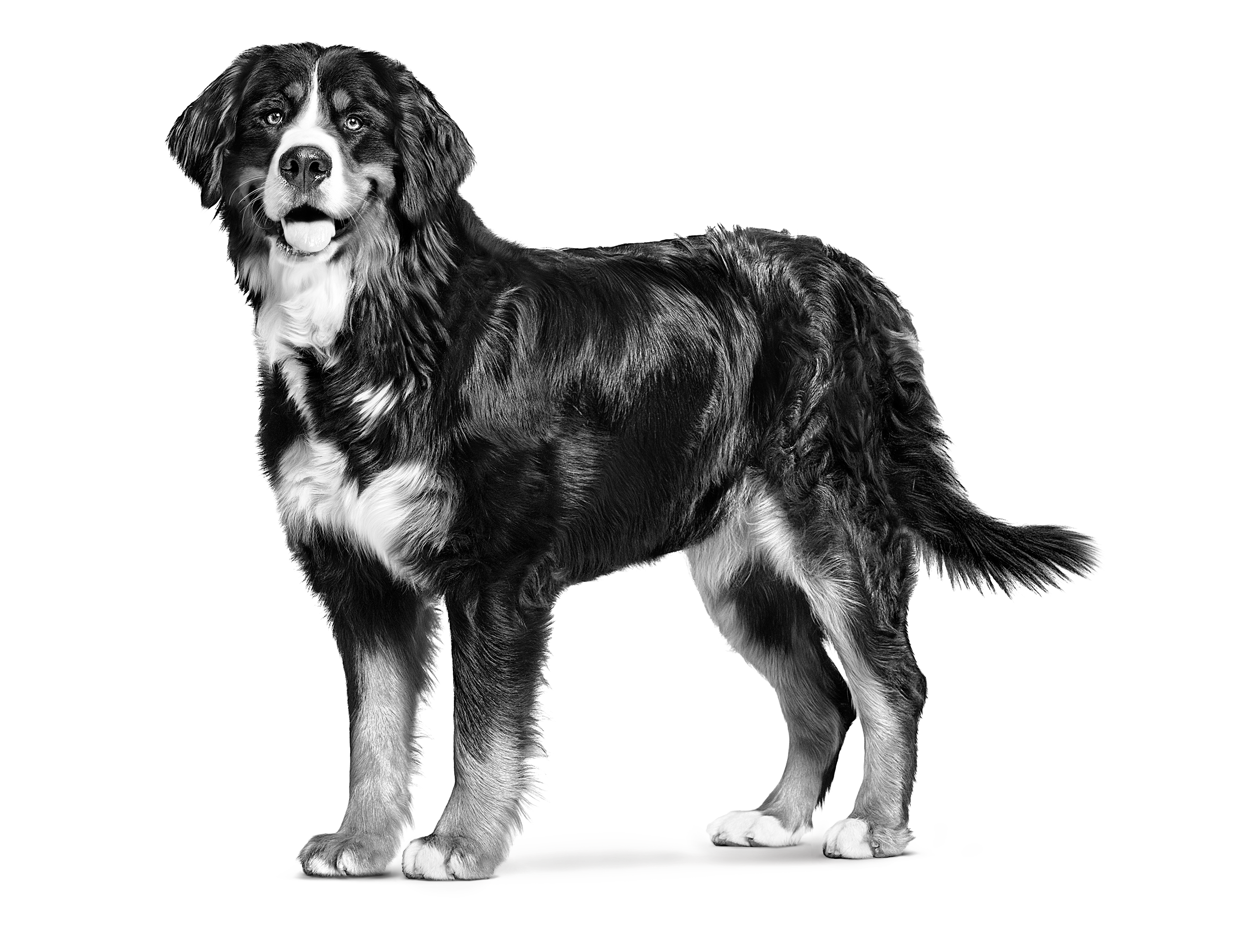 Bernese dog standing up