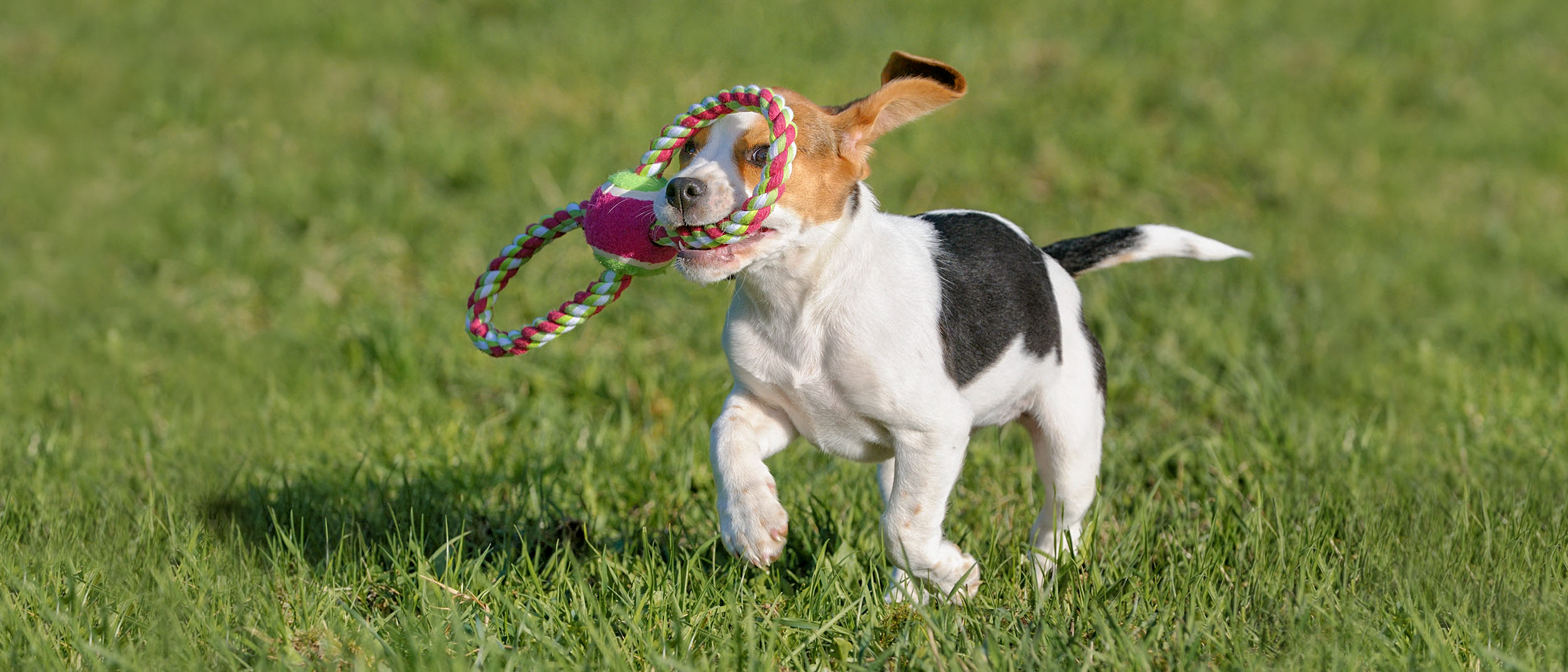 Ein Beagle-Welpe hat ein Seil-Spielzeug im Maul und läuft über Rasen.