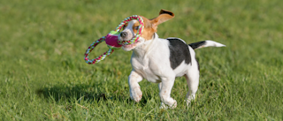 Puppy Beagle running outdoors in grass with a dog toy.