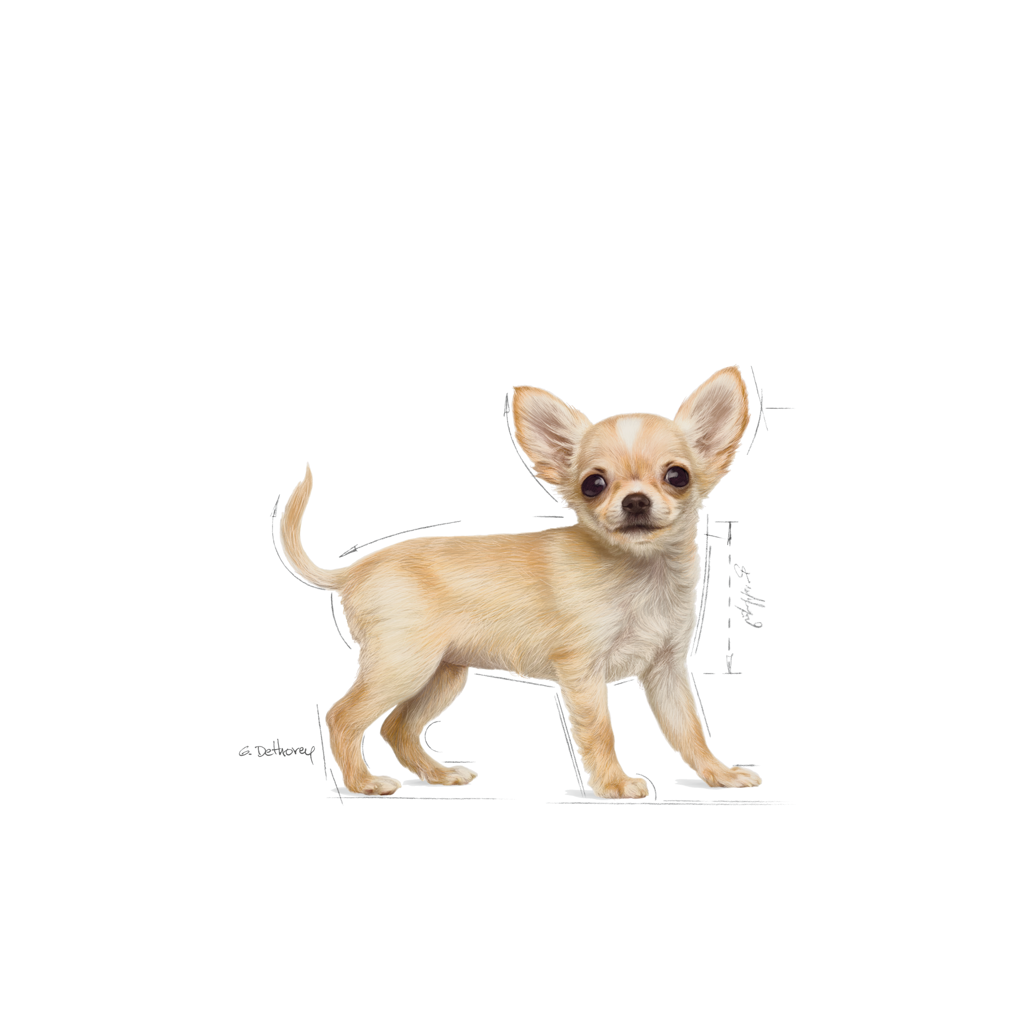 Chihuahua Puppy