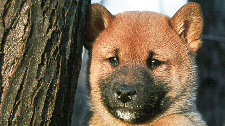 Shiba-puppy met voorpoten hangend over boomtak