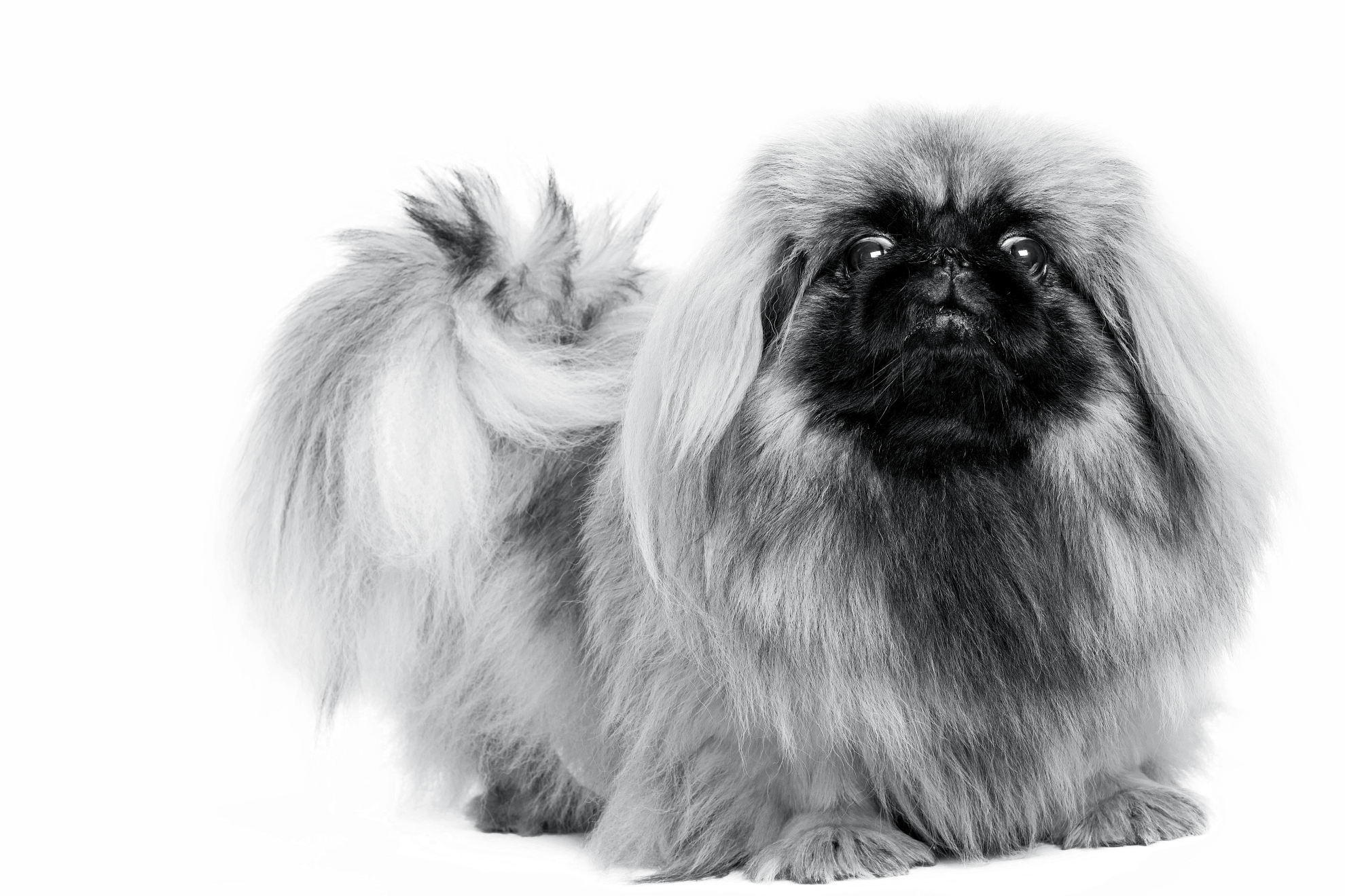 Pekingese Royal Canin