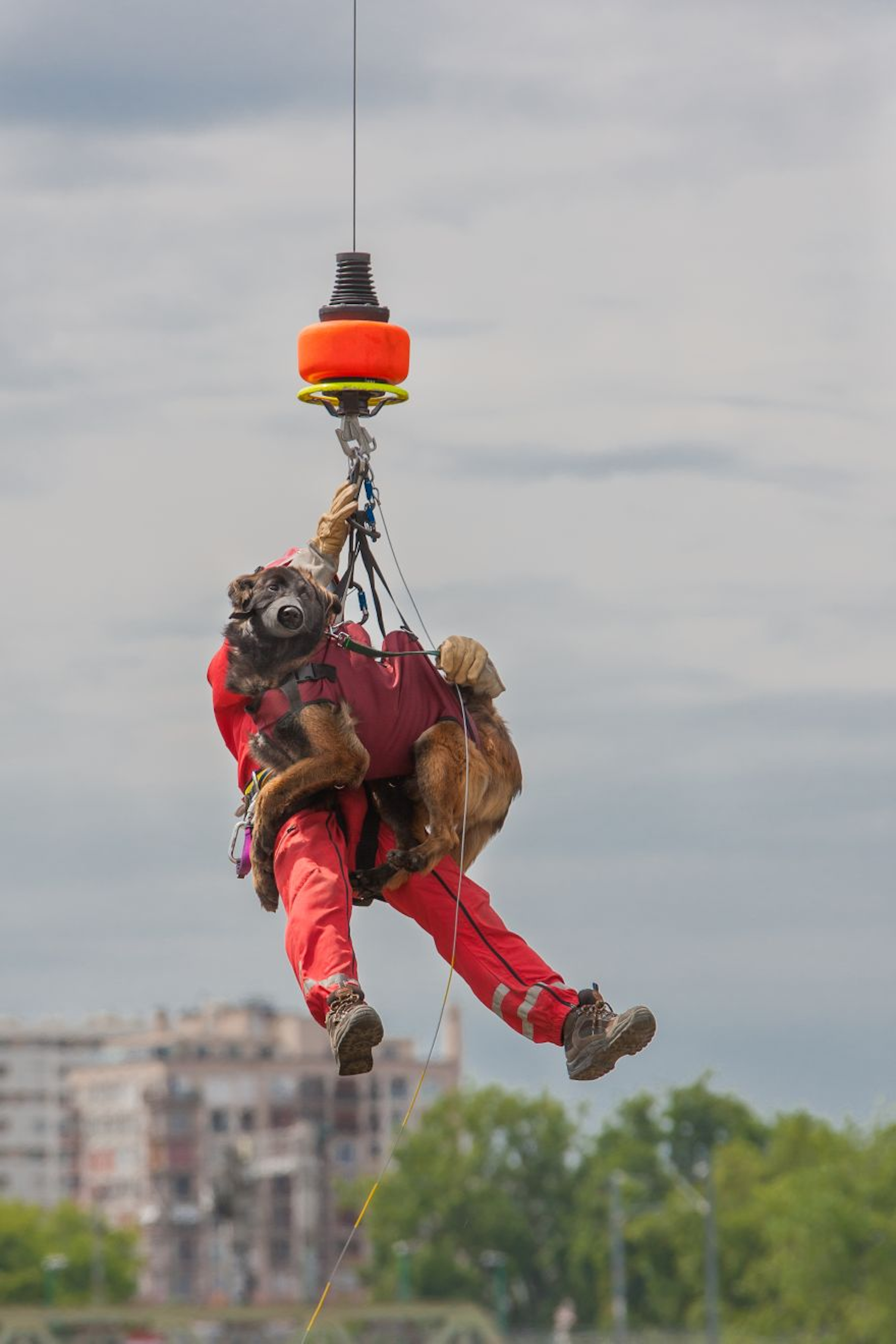 Rescue dog coming down from an helicopter 