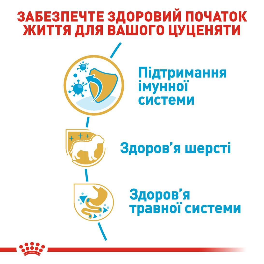 Yorkshire Terrier Puppy