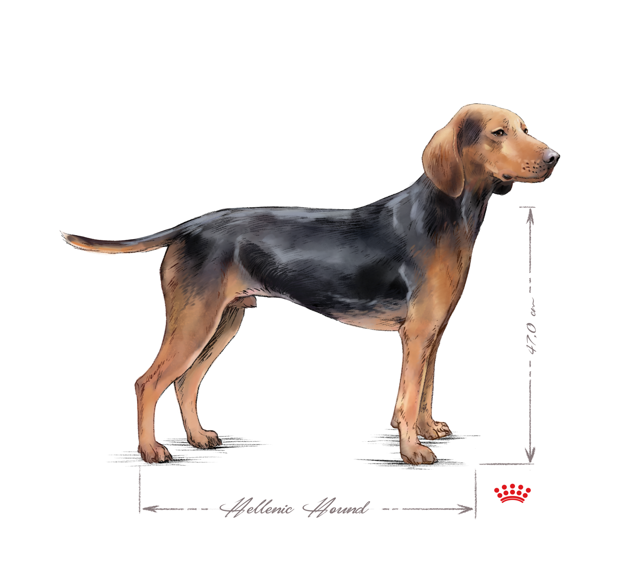 Hellenic hound adult black and white