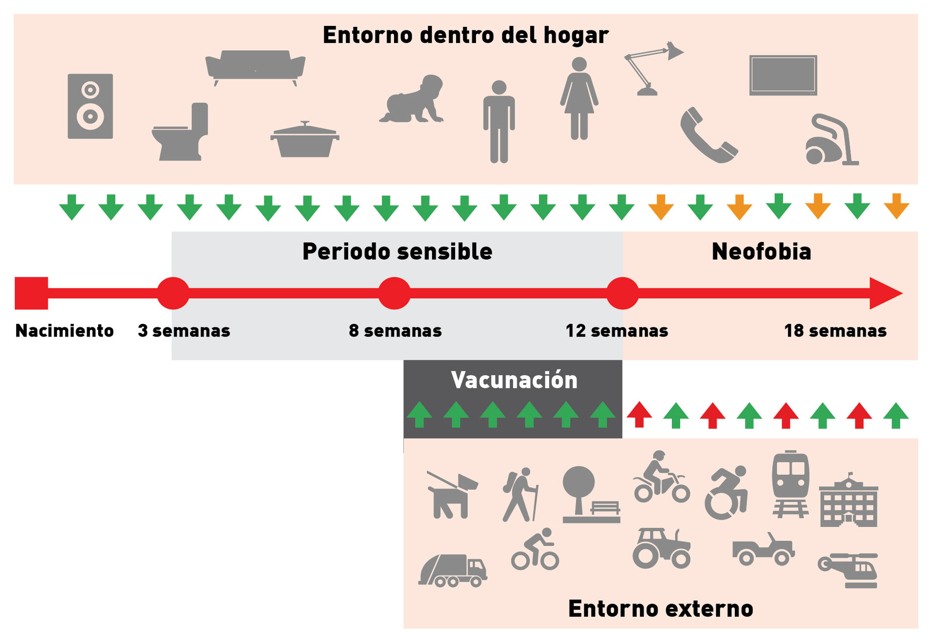 La exposición durante el periodo sensible a estímulos y situaciones que se producen dentro del hogar es una consecuencia natural de la cría en casa