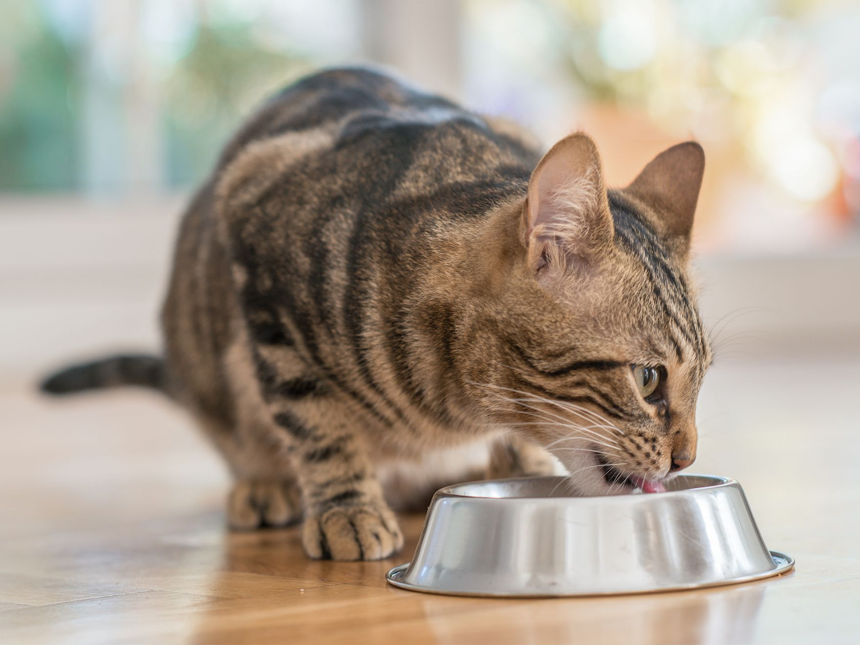 Adult cat sitting down eating from a silver bowl.