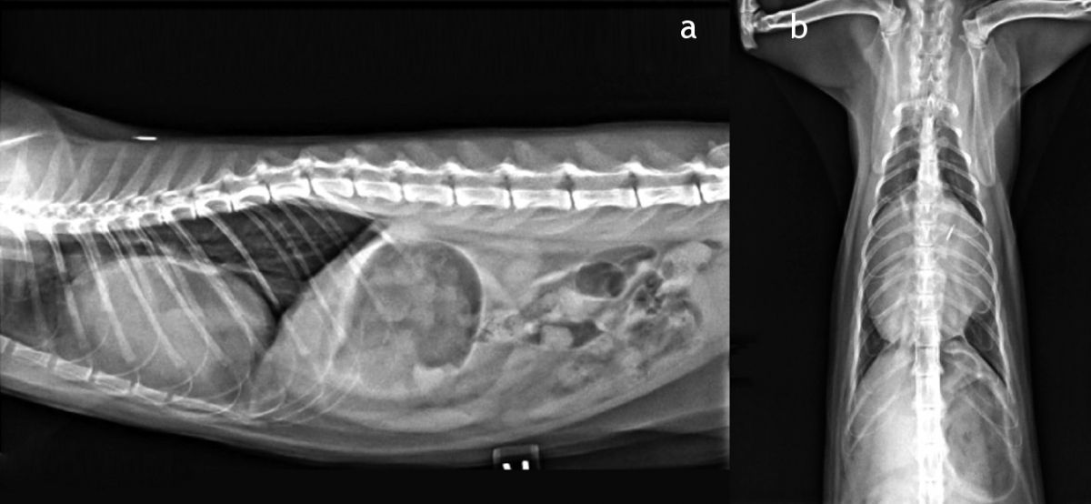 Figure 2. Lateral (a) and VD (b) radiographs of an 8-month-old kitten that presented with a two-day history of coughing and hiding away. The lateral view shows an abnormally enlarged, oval cardiac silhouette with elevation of the trachea. The VD view shows a markedly enlarged cardiac silhouette with distinct borders which are in contact with both left and right thoracic walls. A peritoneopericardial diaphragmatic hernia was diagnosed.© Camden Rouben