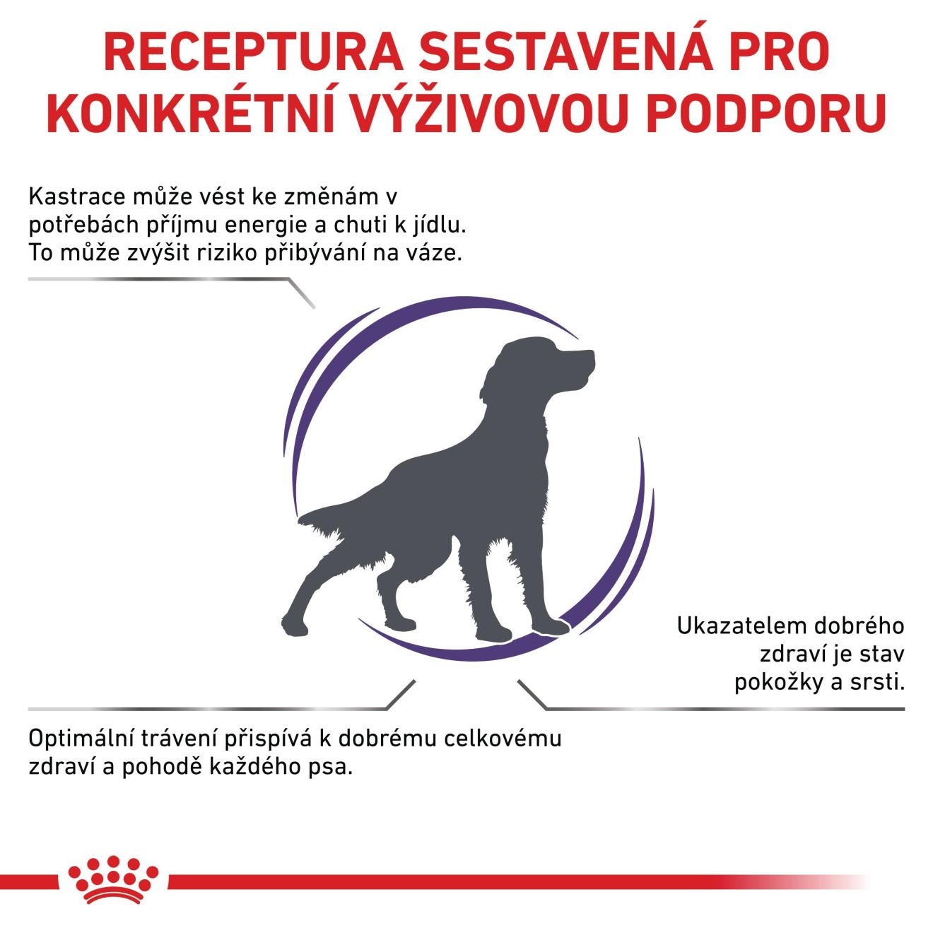 VHN Neutered adult medium dog