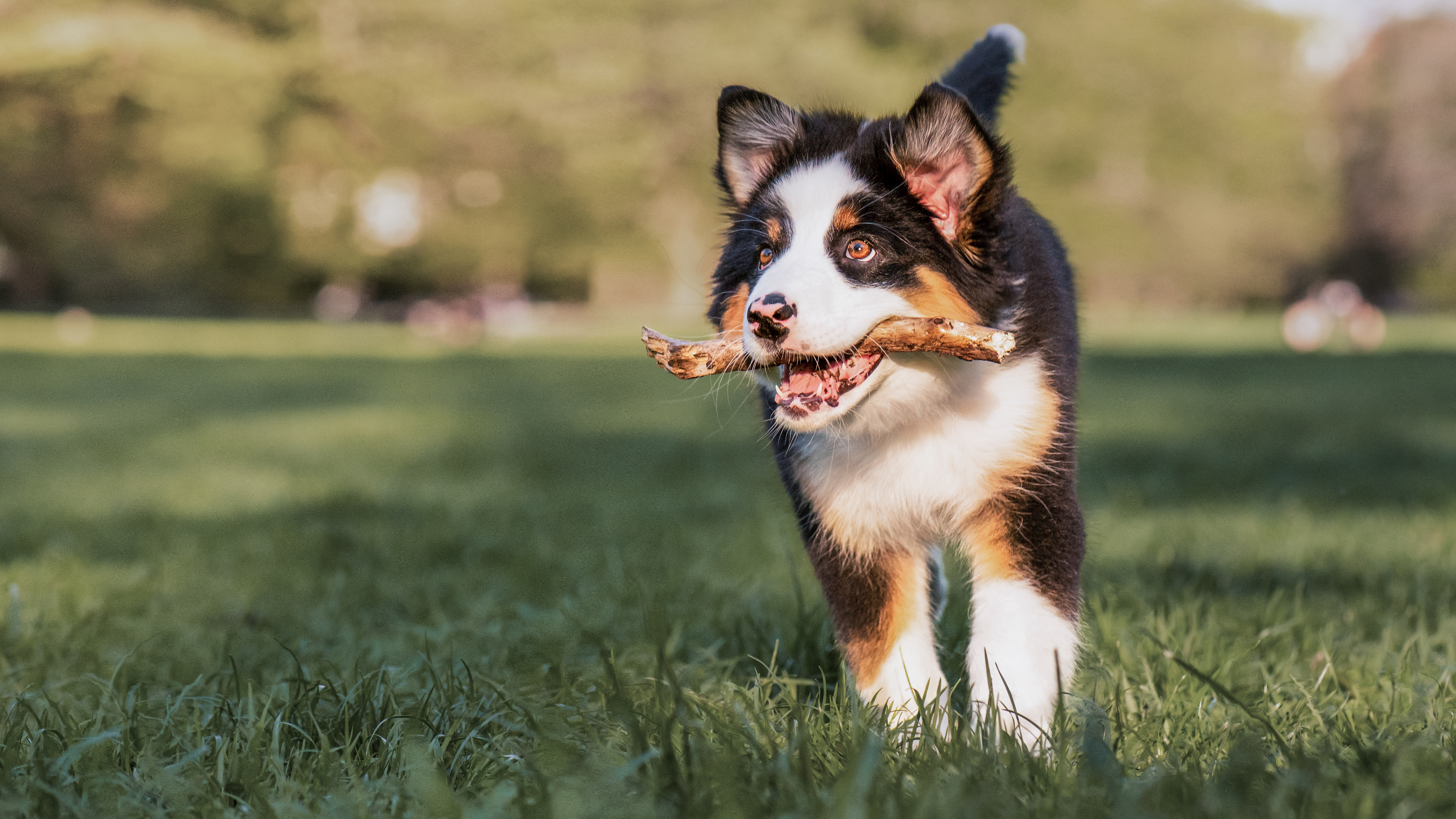 Australian Shepherd puppy running outdoors with a stick