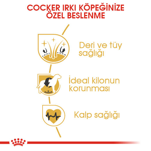 Royal canin hotsell cocker adult