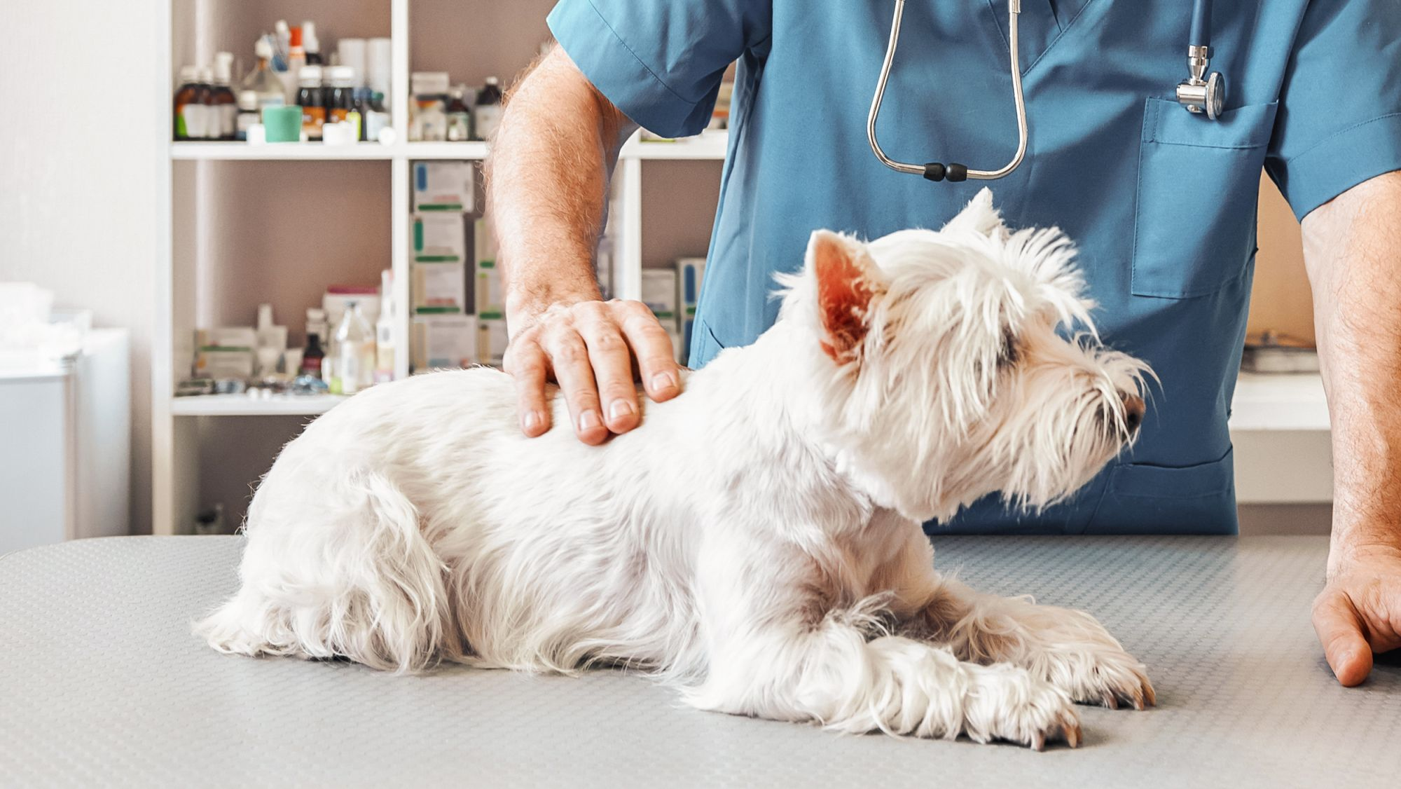 West Highland White Terrier lying down on an examination table being examined by a vet.