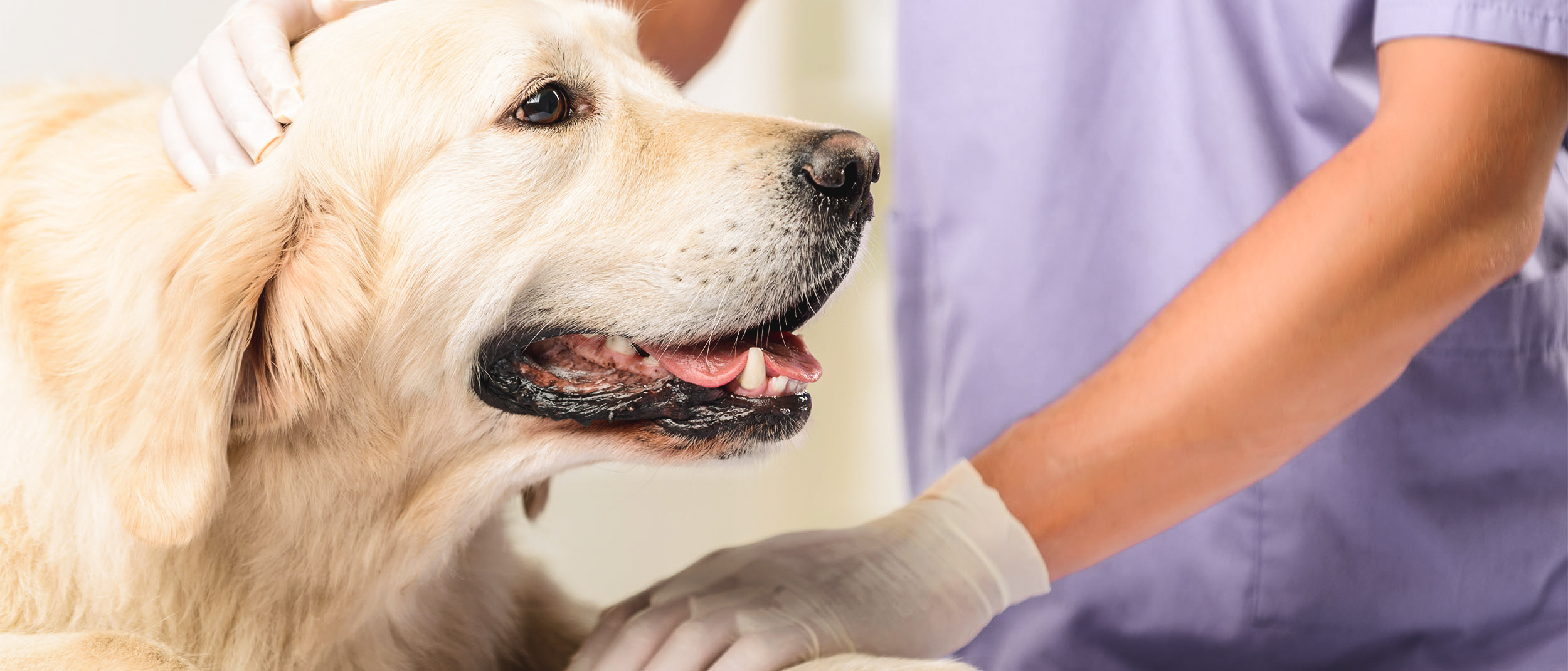 Golden Retriever dal Veterinario