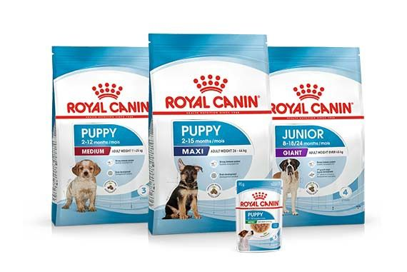 Puppy feeding and nutrition guide Royal Canin UK