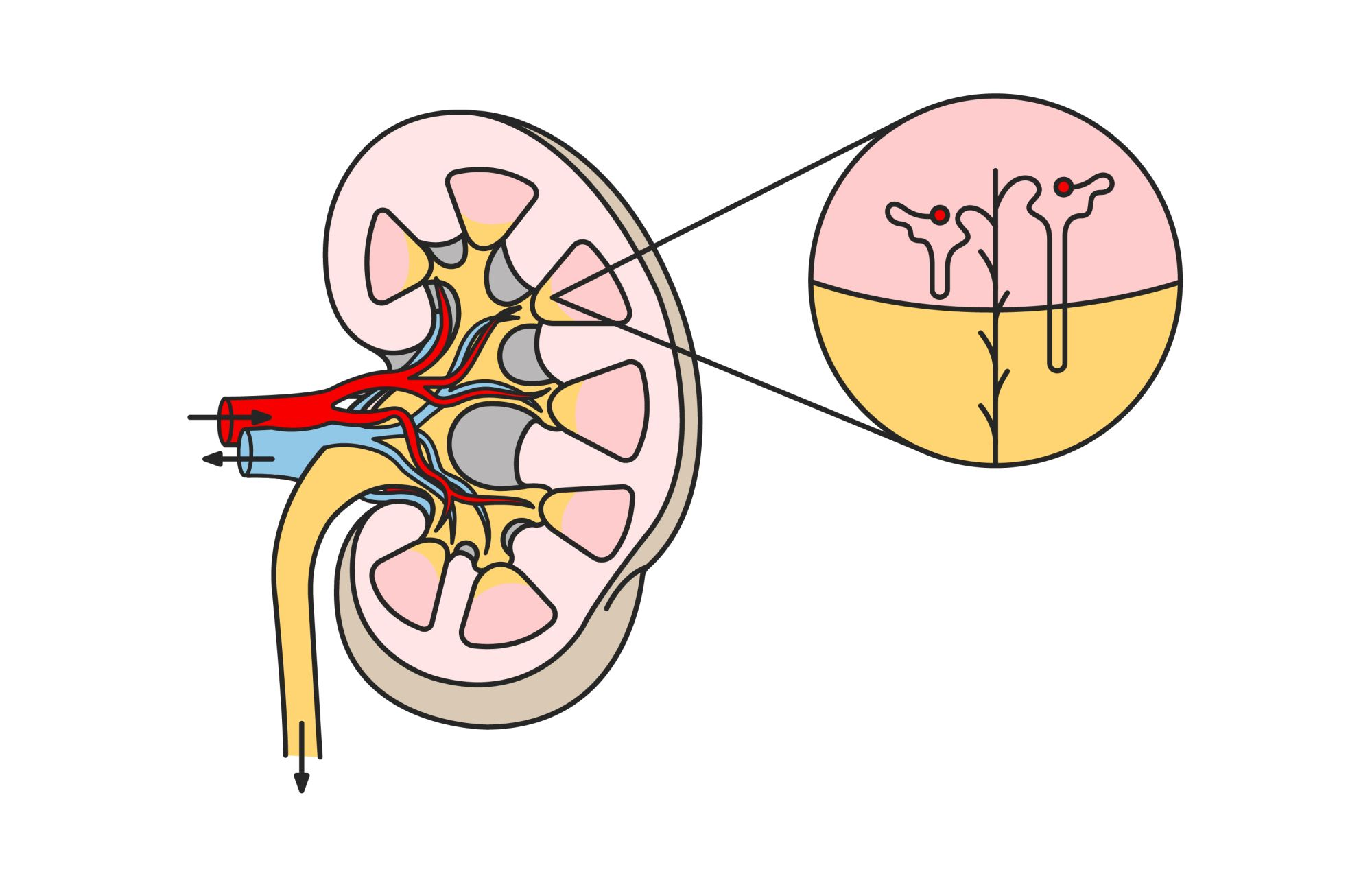 Illustration of a cat kidney
