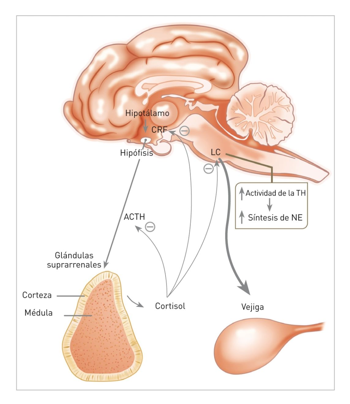 En los gatos con CIF se han descrito anomalías neuroendocrinas, particularmente, la subactivación del eje HHS y la sobreactivación del sistema nervioso simpático.&nbsp; TH = tirosina hidroxilasa; NE = norepinefrina; CRF= factor liberador de corticotropina; LC= locus coeruleus