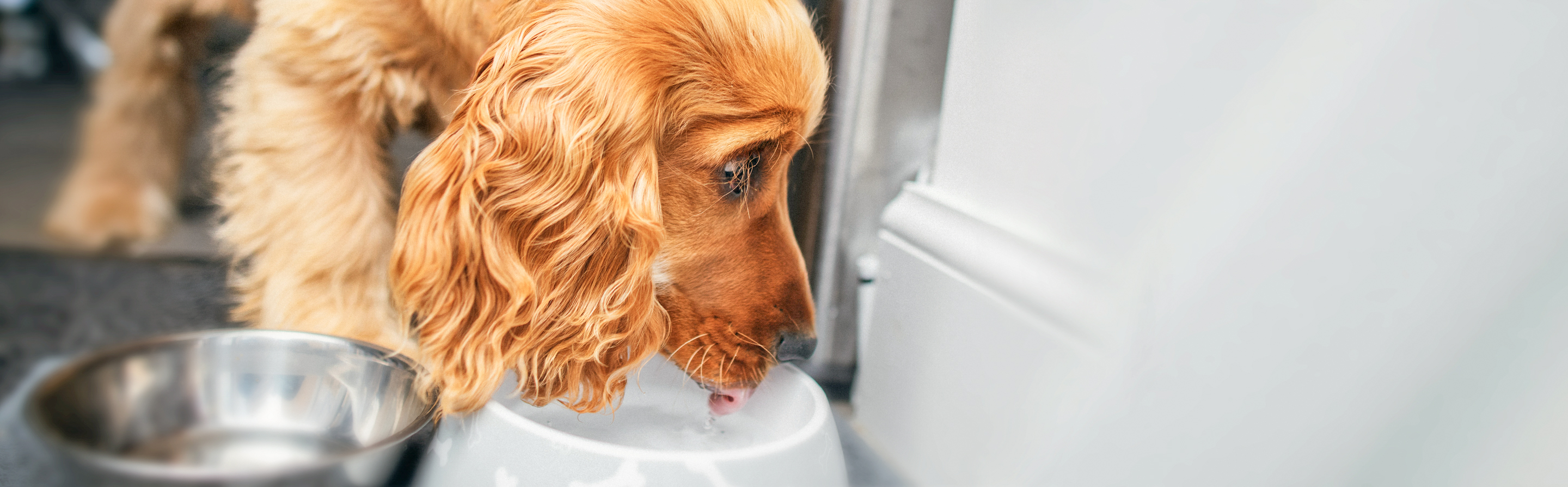 English Cocker Spaniel eating from a bowl indoors