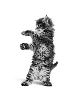 Maine Coon kitten sitting in black and white on a white background