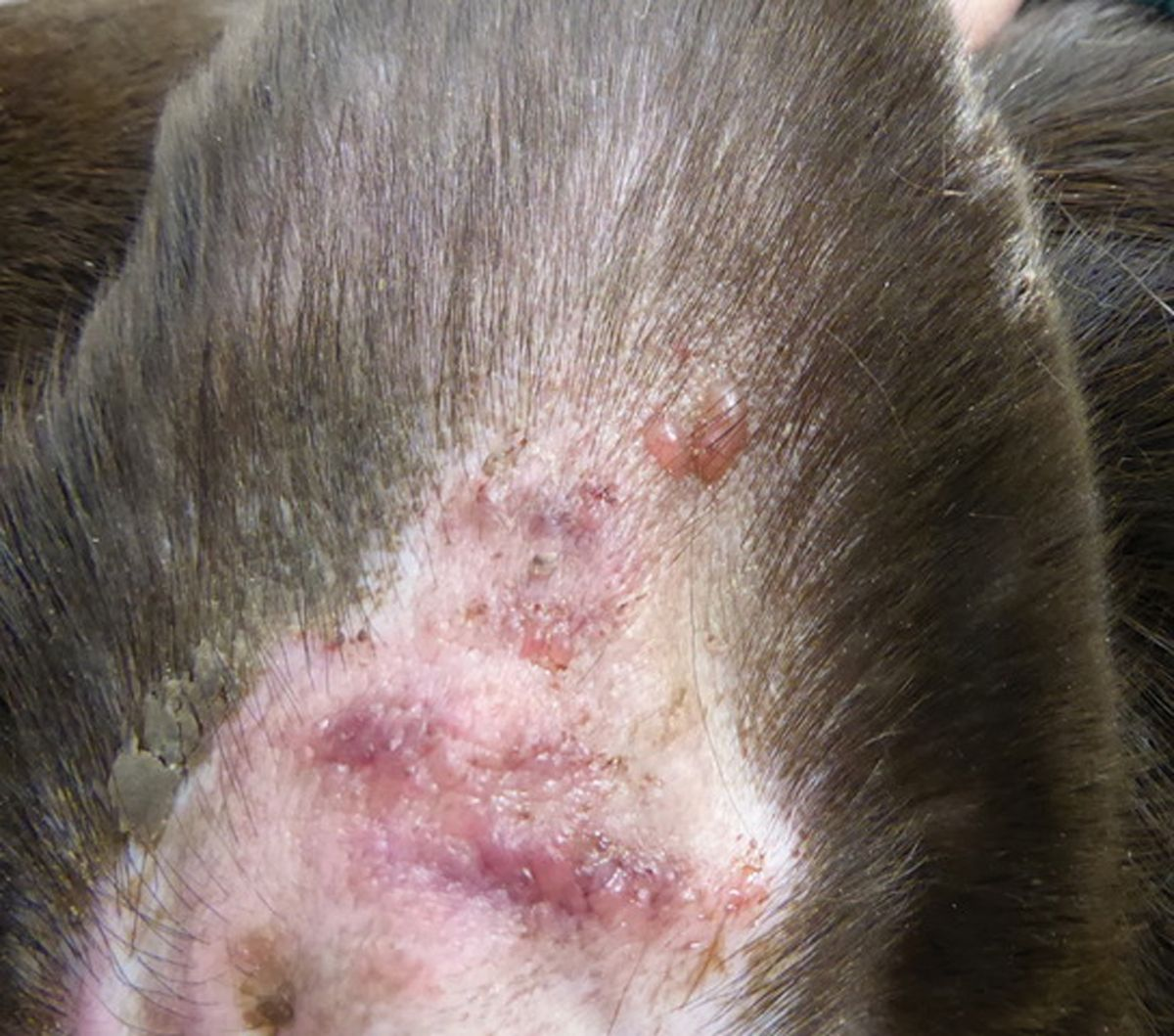  In caso di vasculite sono spesso colpite le pinne auricolari. Questo cane con vasculite neutrofila mostrava la presenza di vescicole sull’aspetto concavo delle orecchie.