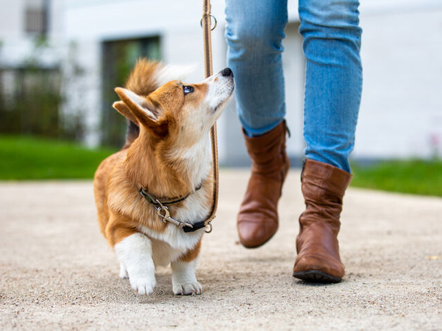 Dog training Corgi puppy on a leash