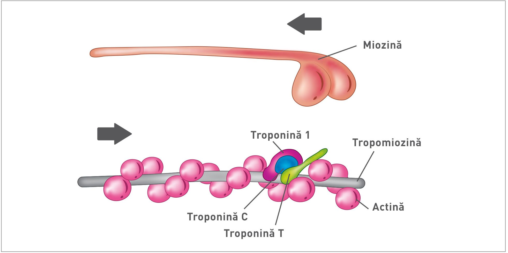 Dispunerea diferitelor proteine 
