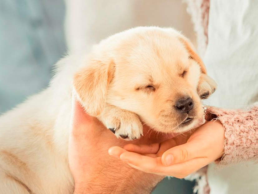 Slaapende Labrador Retreiver pup in de handen van de eigenaar