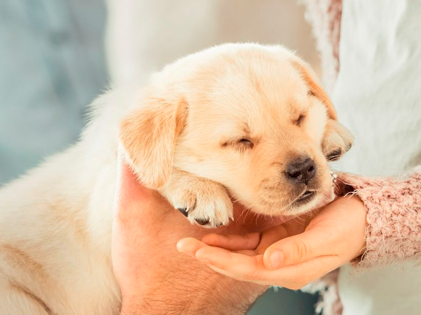 少女に手渡されている眠っているラブラドール レトリバーの子犬