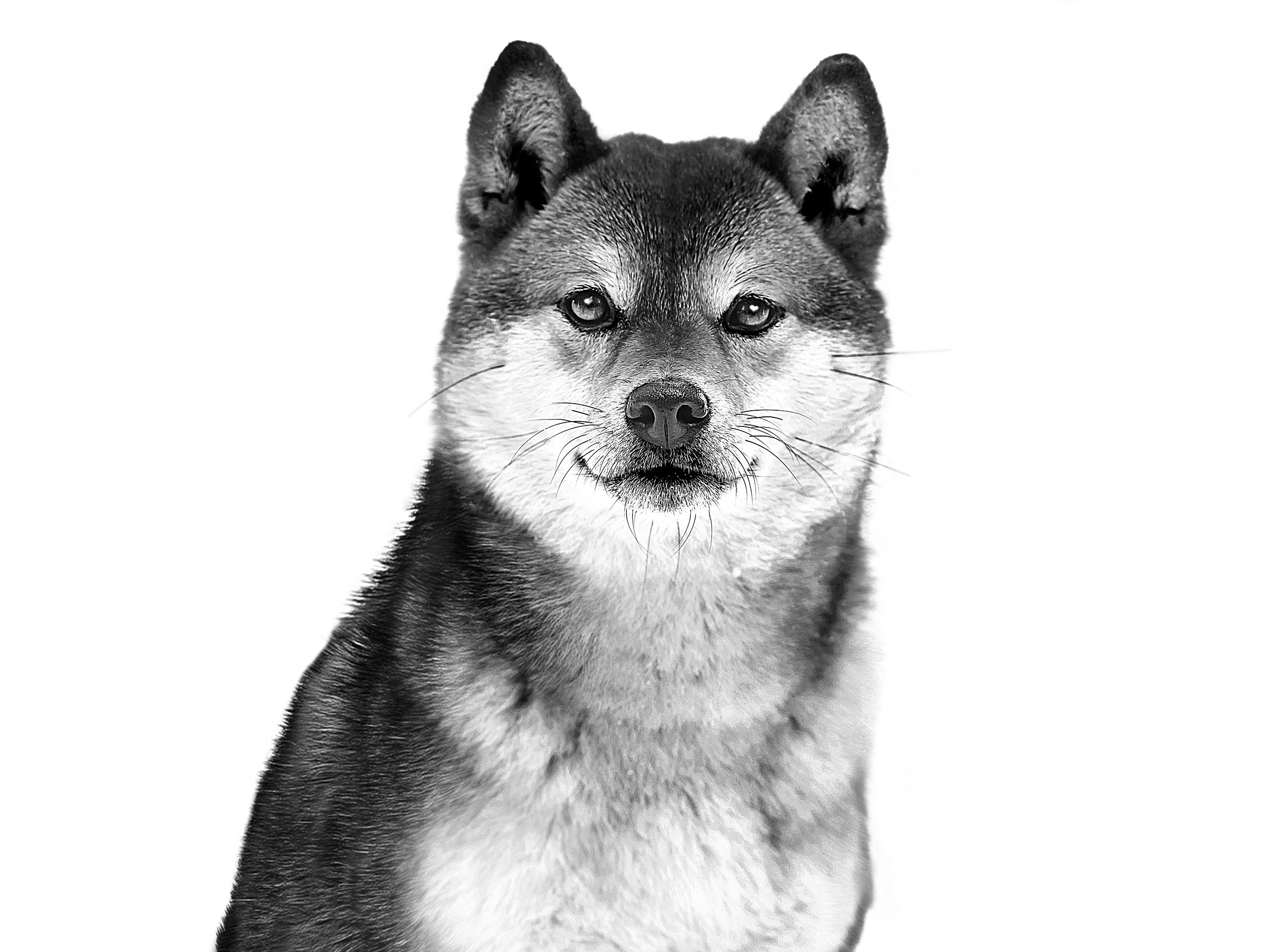 Akita Inu adulto en blanco y negro