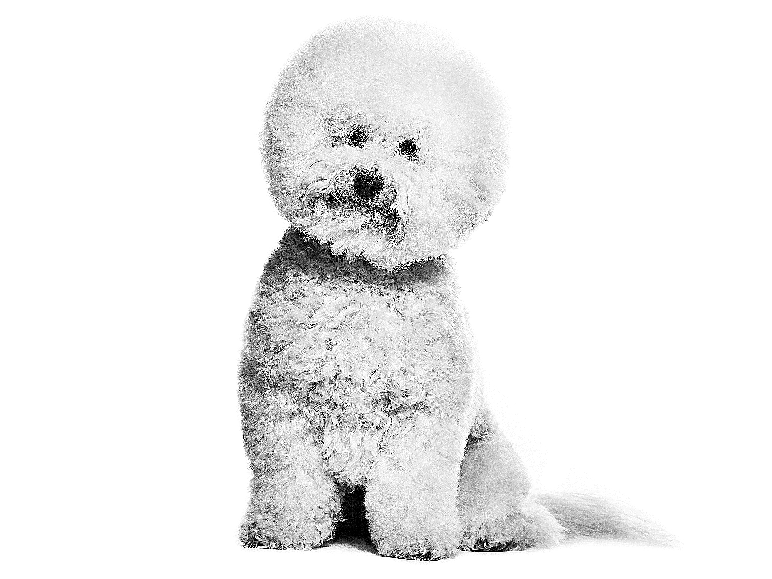 Bichon Frise adult in black and white