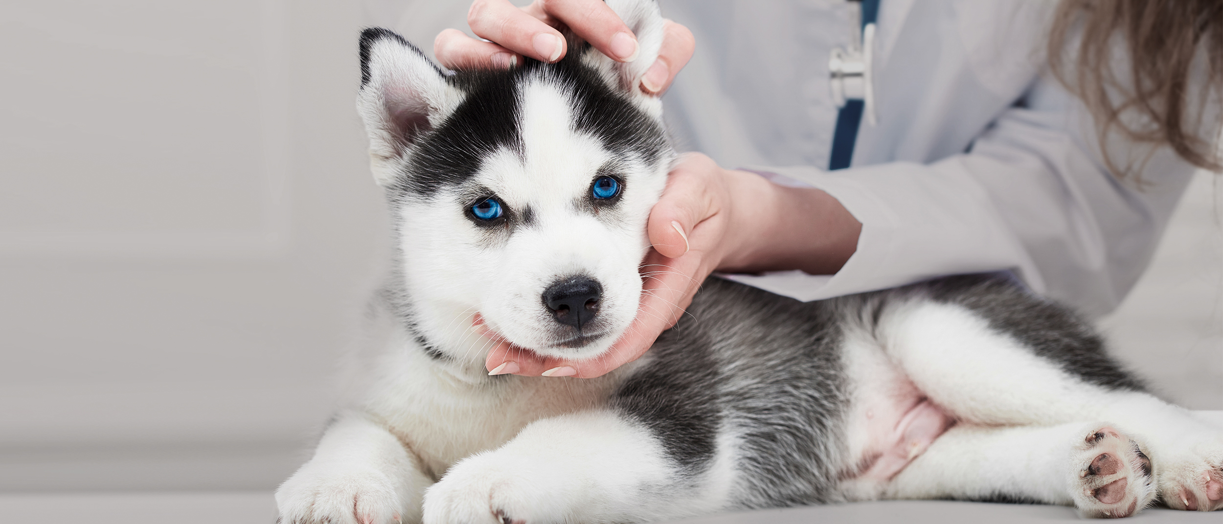 Filhote de Husky Siberiano deitado em uma mesa de exames em uma clínica veterinária.