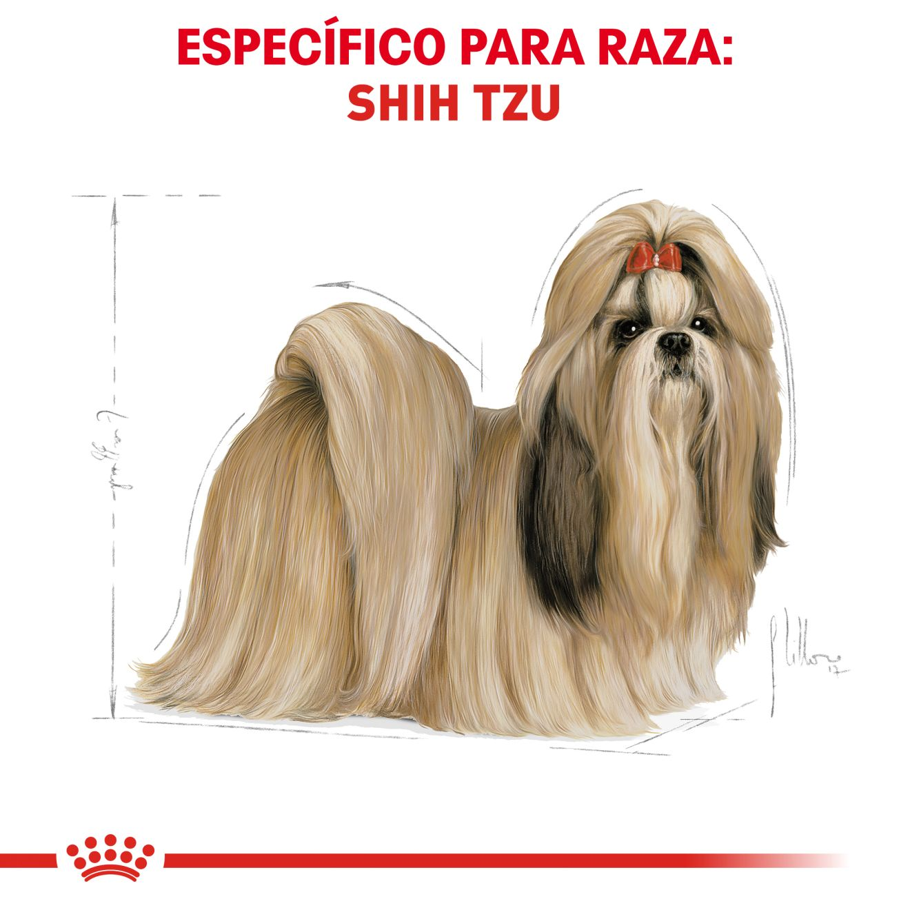 Shih-tzu Adulto