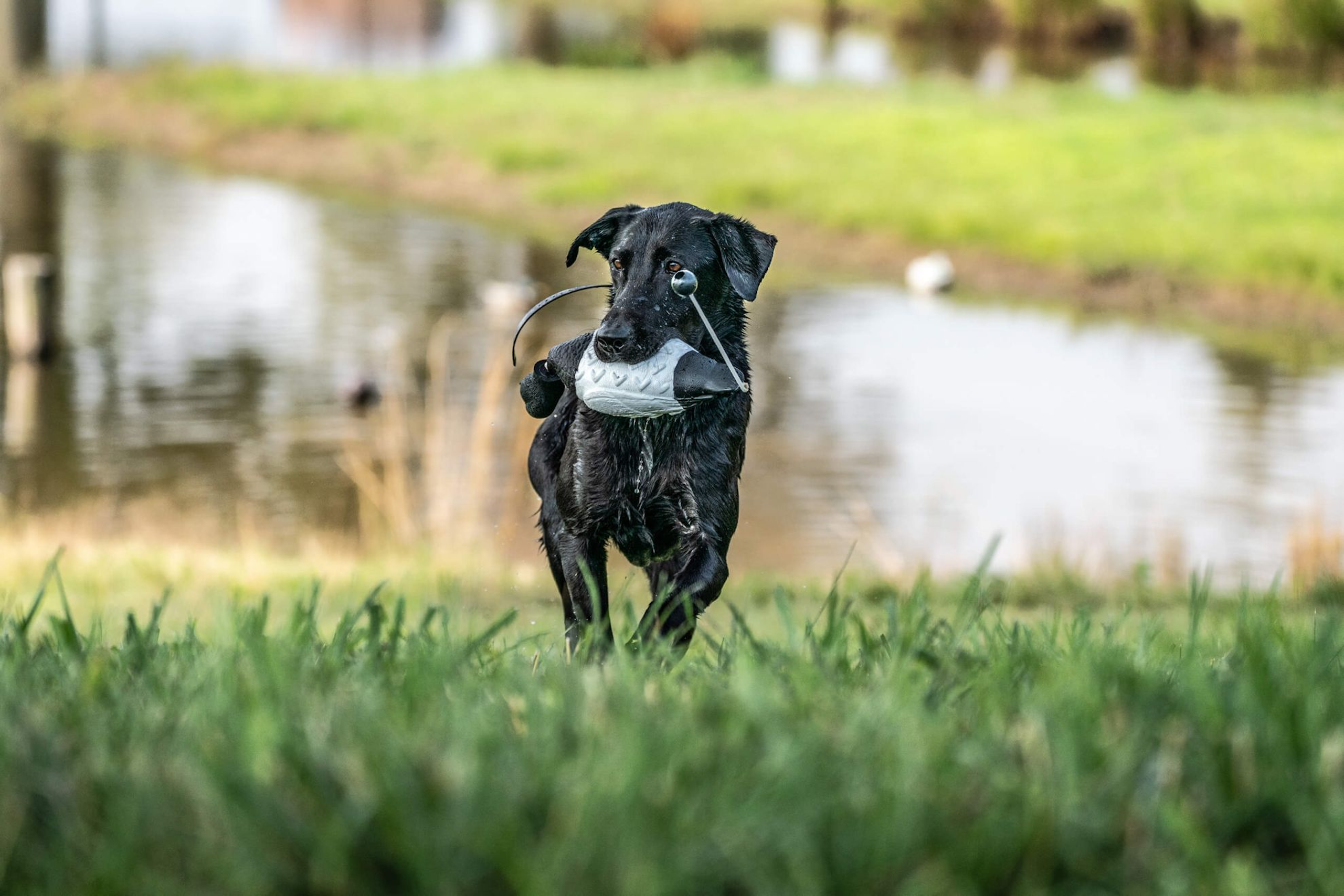 A black Lab retrieves a bumper from a pond during a training drill