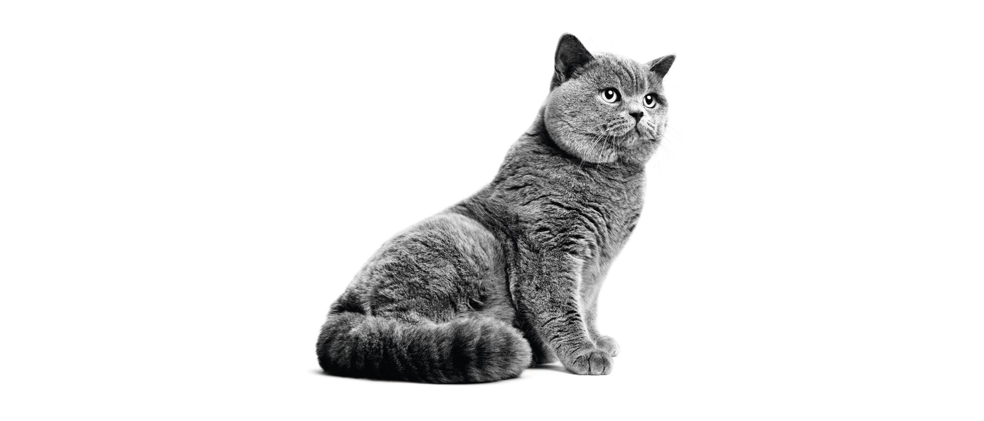ブリティッシュ ショートヘアーの性格 特徴と飼い方 ロイヤルカナン