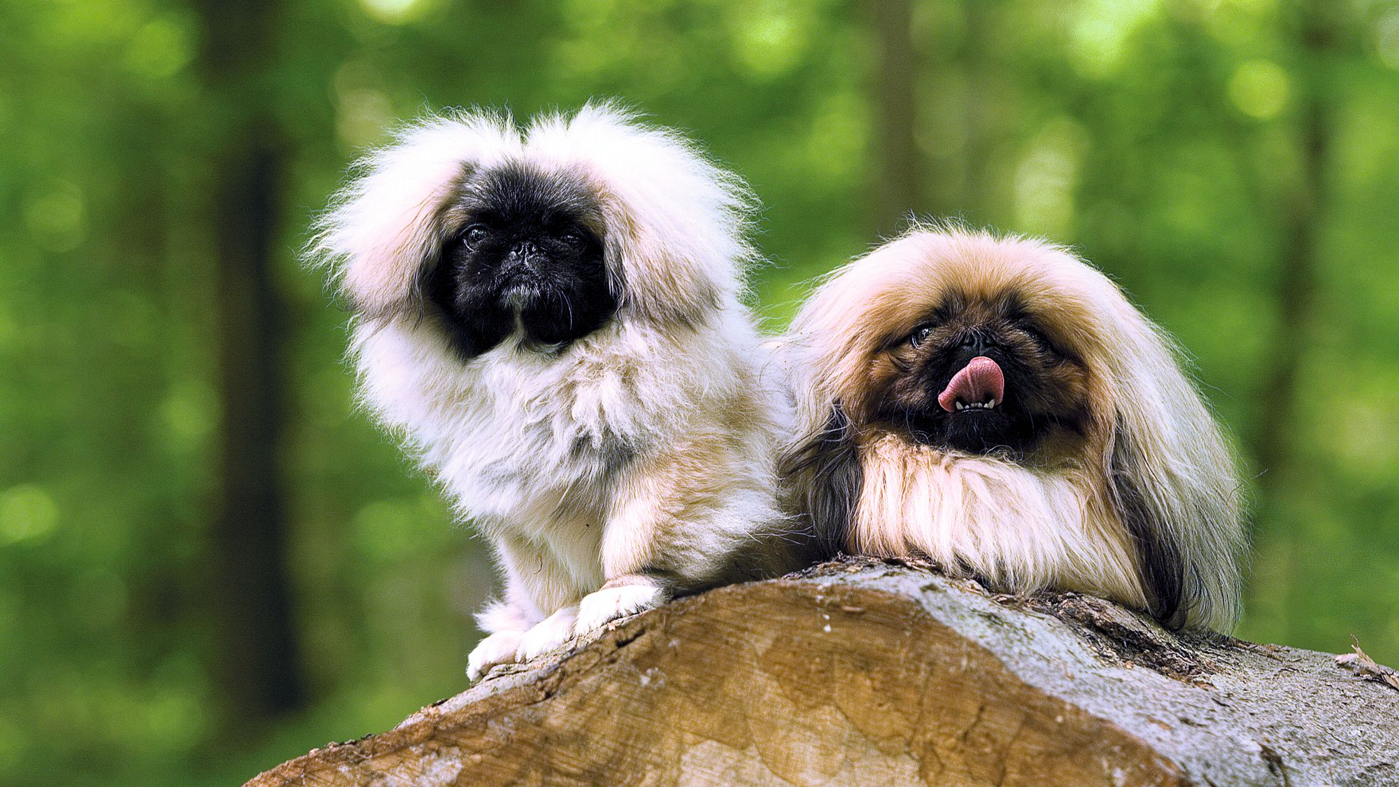 Two Pekinese dogs sat on a tree stump