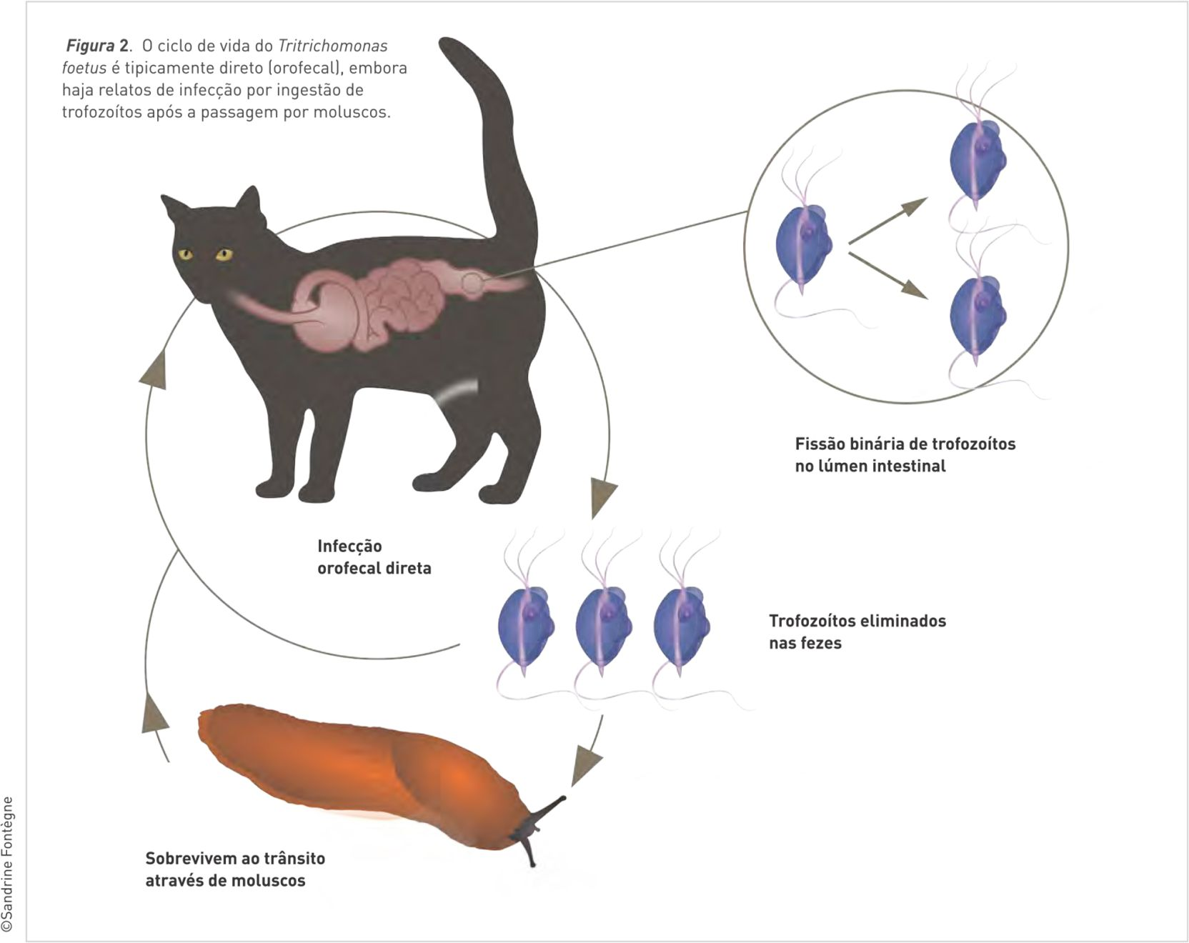 O ciclo de vida do Tritrichomonas foetus é tipicamente direto (orofecal), embora haja relatos de infecção por ingestão de trofozoítas após a passagem por moluscos.