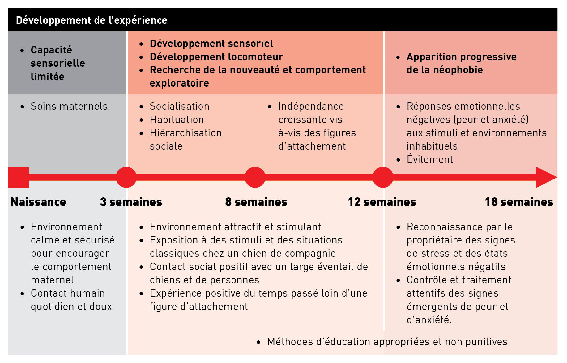 Chronologie des étapes du développement du chiot